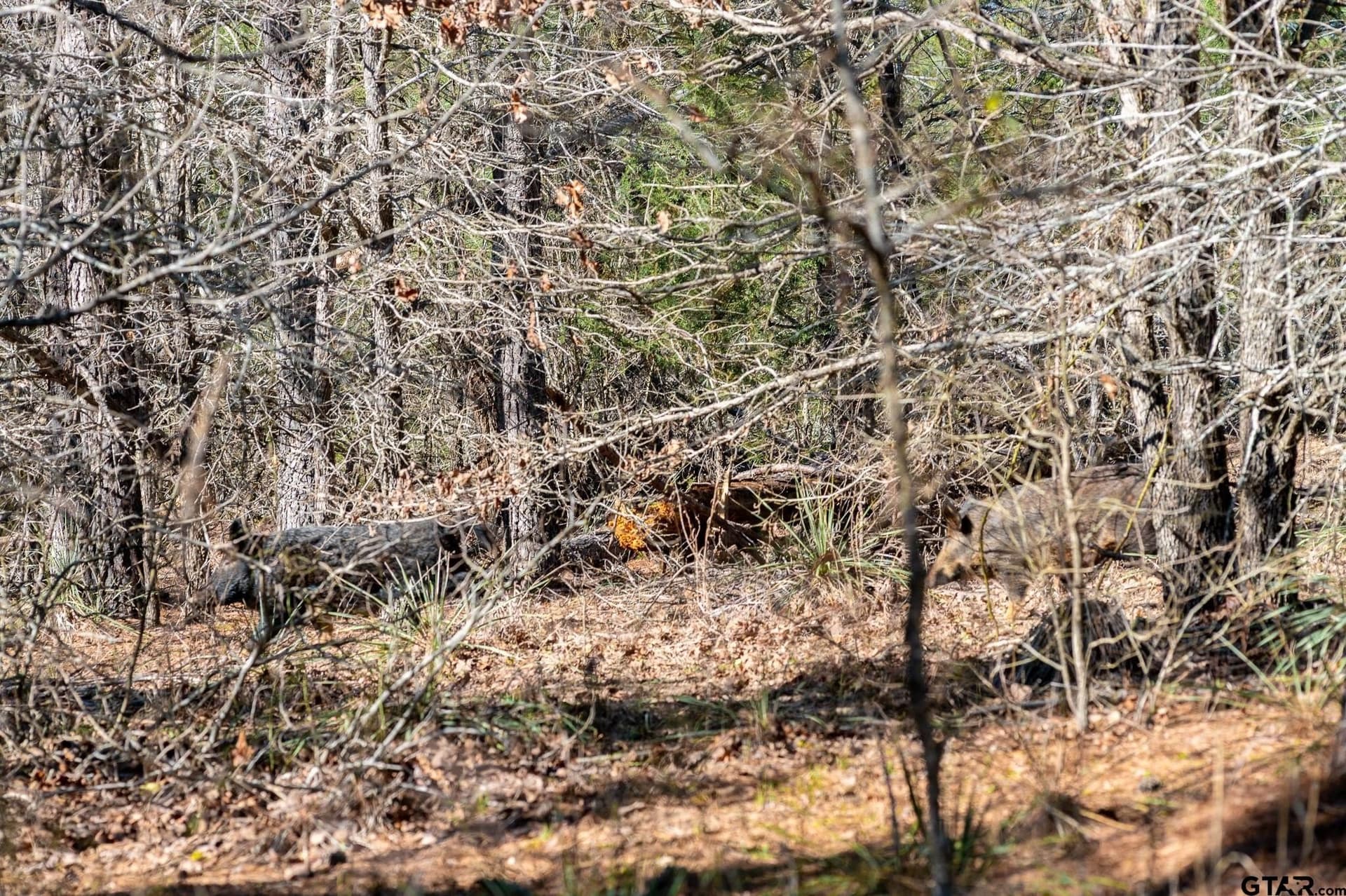 699.2 acres in Van Zandt County - photo 15