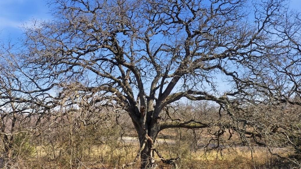 89 acres in Parker County - photo 40
