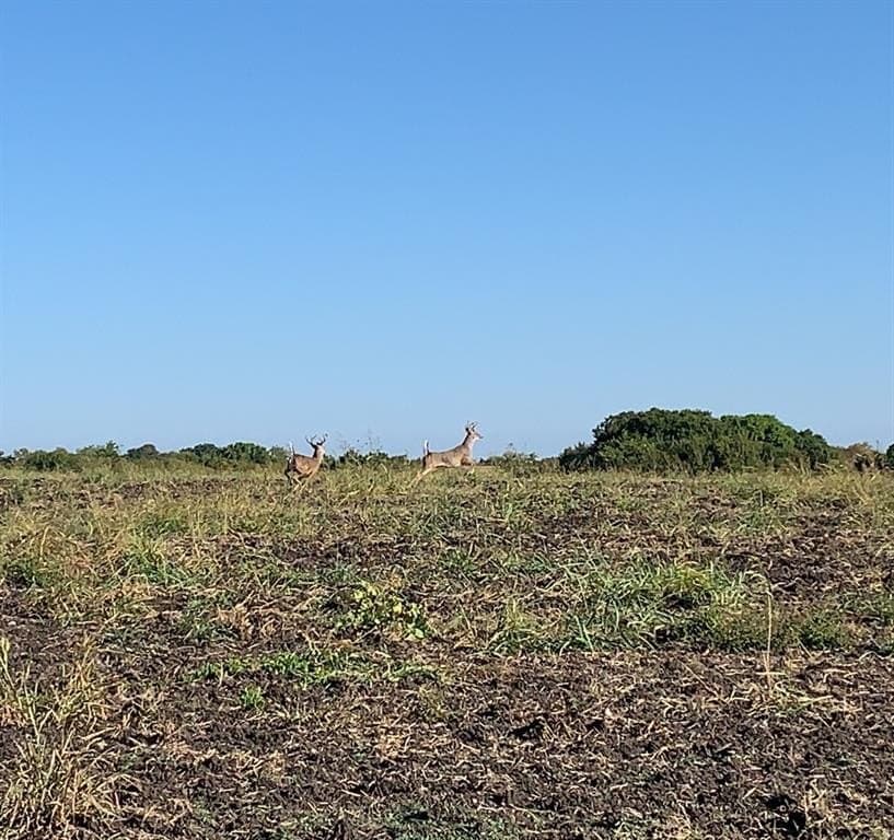 103 acres in Grayson County - photo 8