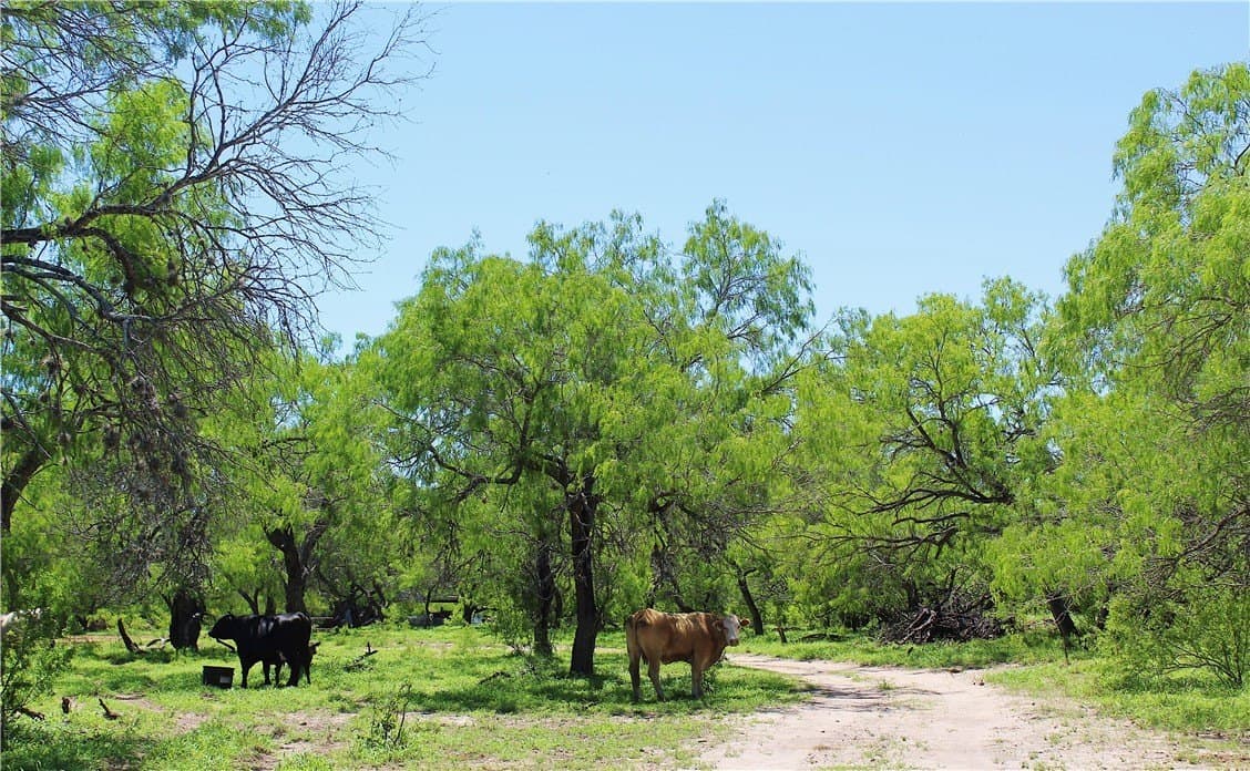 870 acres in Kleberg County - photo 12