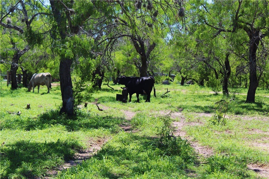 870 acres in Kleberg County - photo 11