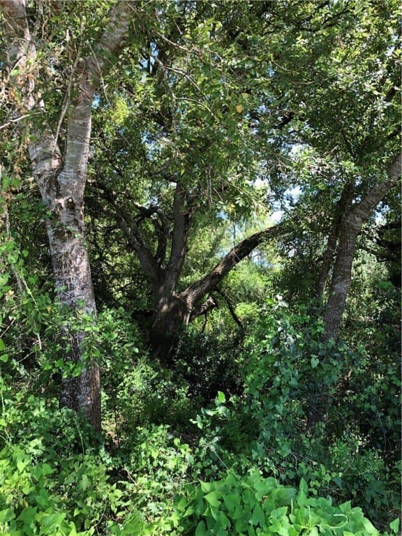 76.7 acres in Nueces County - photo 33