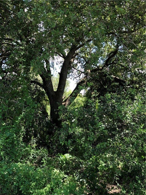 76.7 acres in Nueces County - photo 35