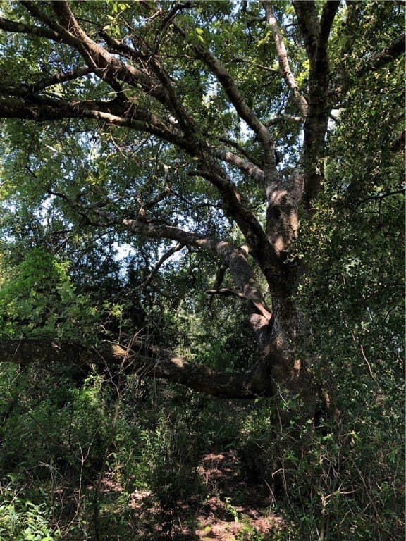 76.7 acres in Nueces County - photo 34