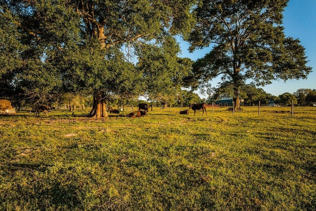 73.8 acres in Austin County - photo 16