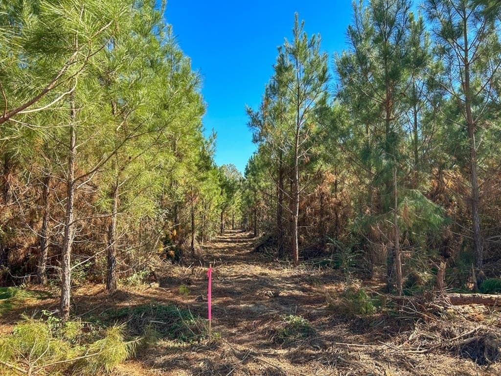 12.01 acres in Panola County - photo 13