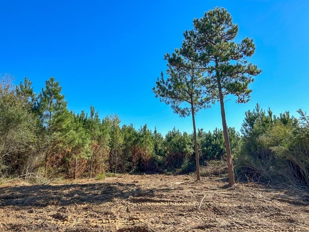 12.01 acres in Panola County - photo 5