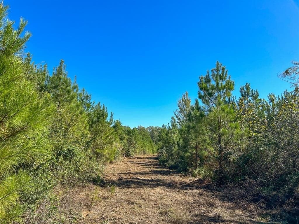 12.01 acres in Panola County - photo 14