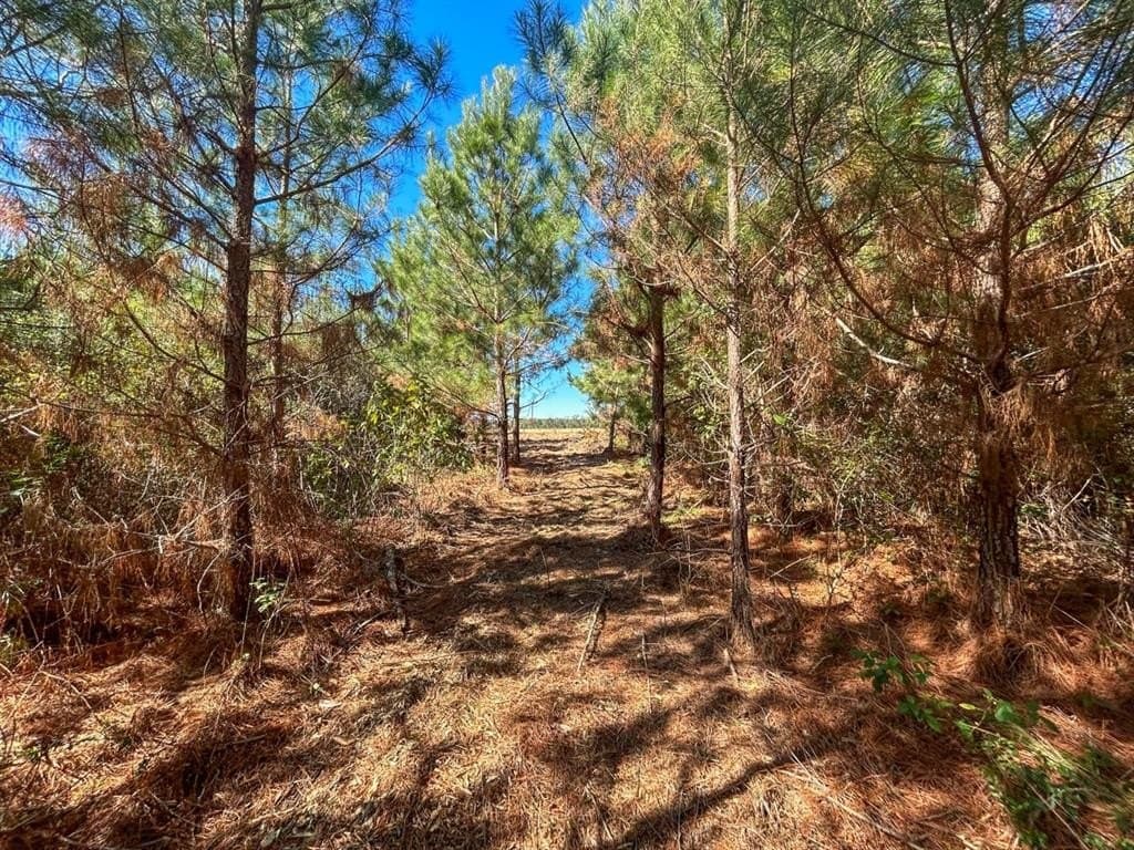 12.01 acres in Panola County - photo 12