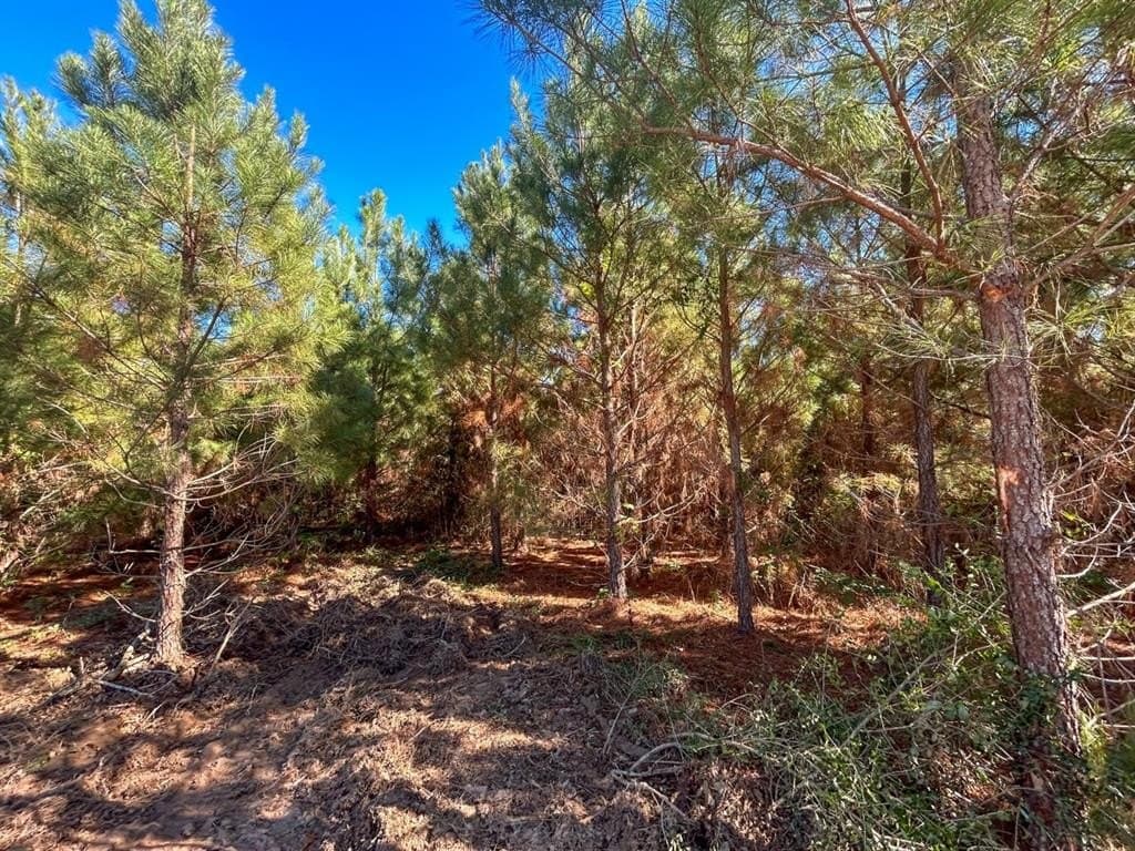 12.01 acres in Panola County - photo 9