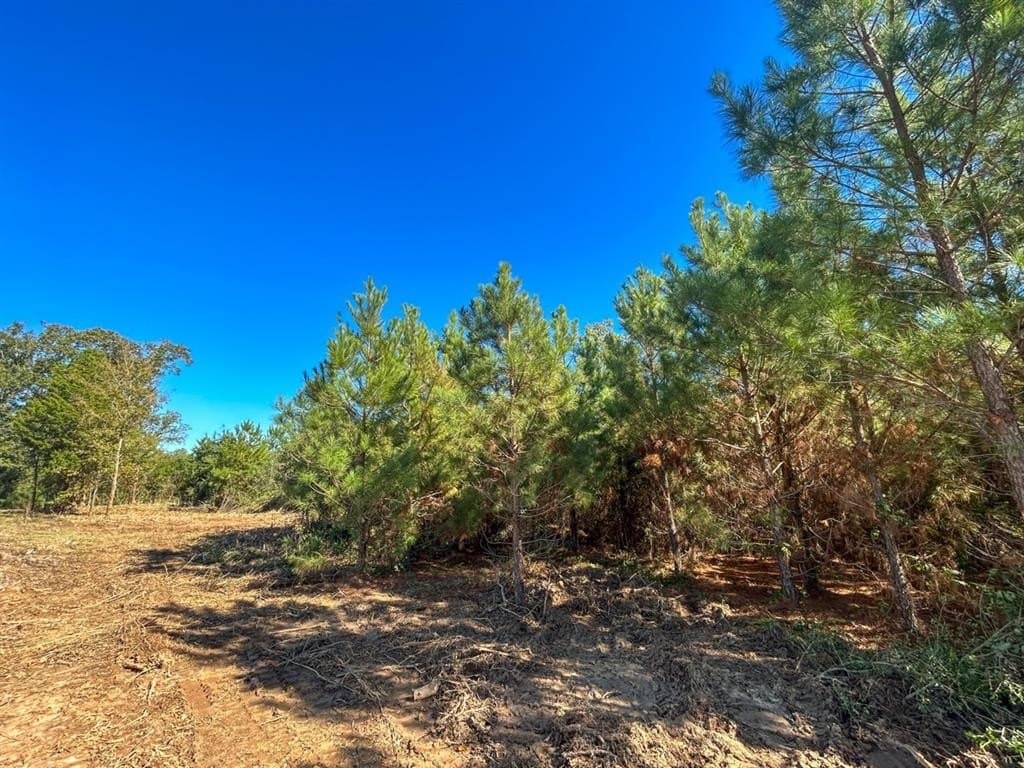 12.01 acres in Panola County - photo 2