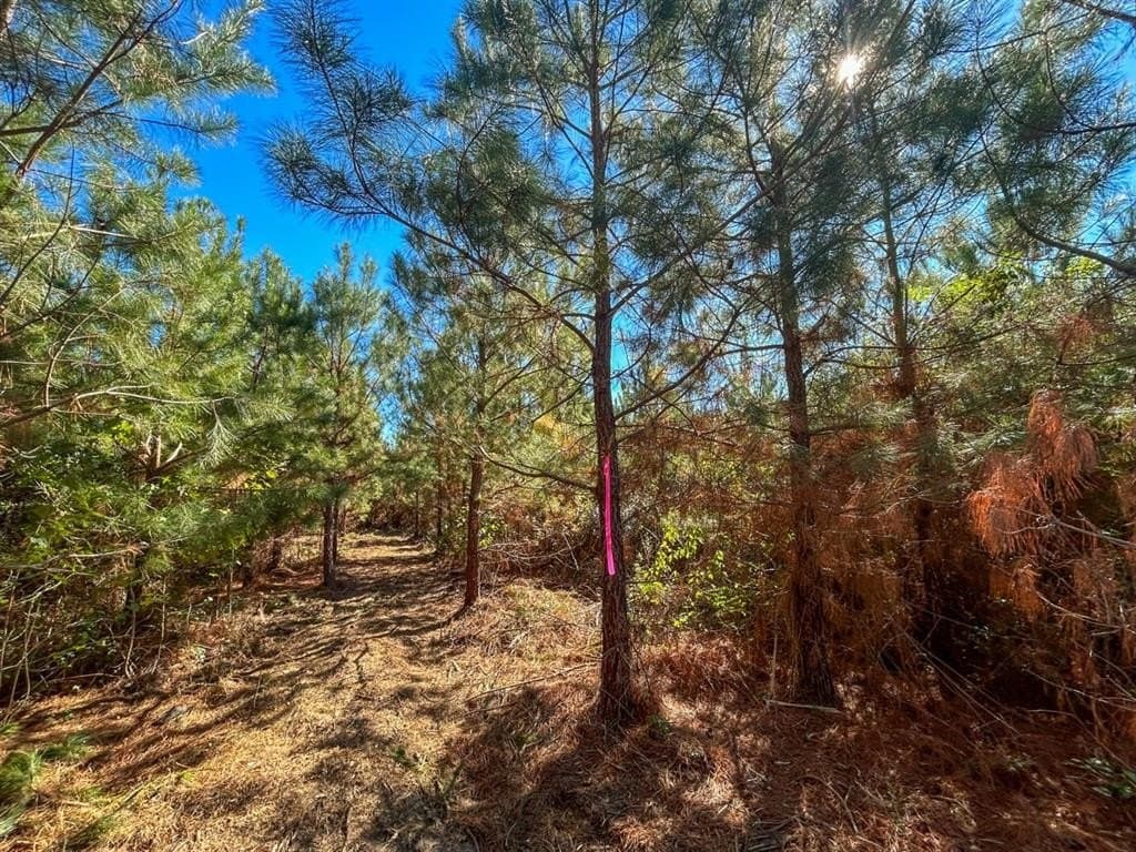 12.01 acres in Panola County - photo 6