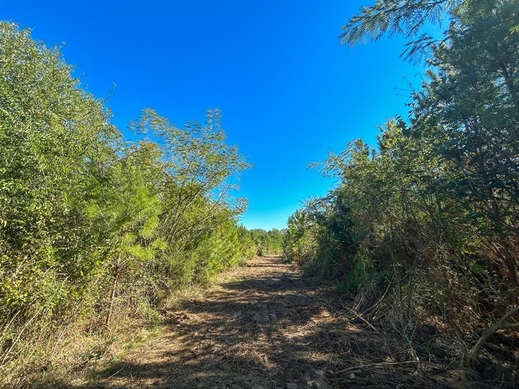 12.01 acres in Panola County - photo 7