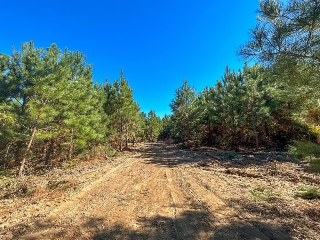 12.01 acres in Panola County - photo 11