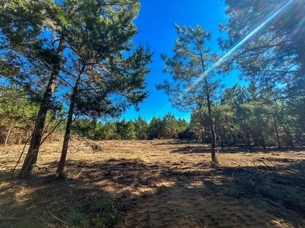 12.01 acres in Panola County - photo 4