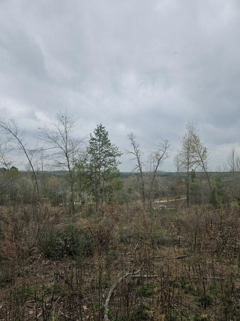 20 acres in Texas County - photo 5