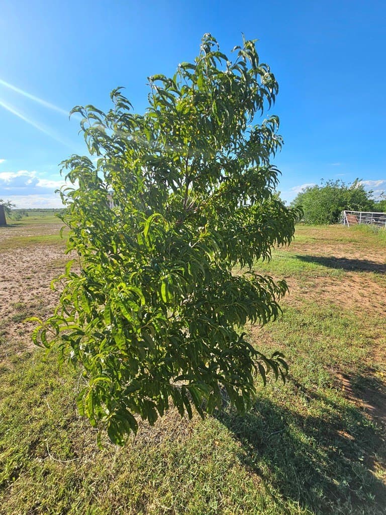 18.75 acres in Scurry County - photo 11