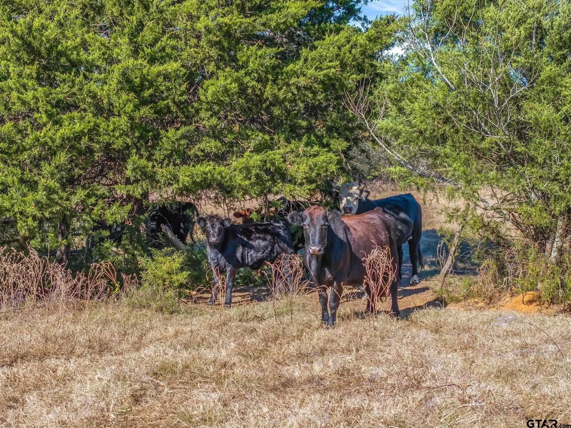 30 acres in Van Zandt County - photo 20