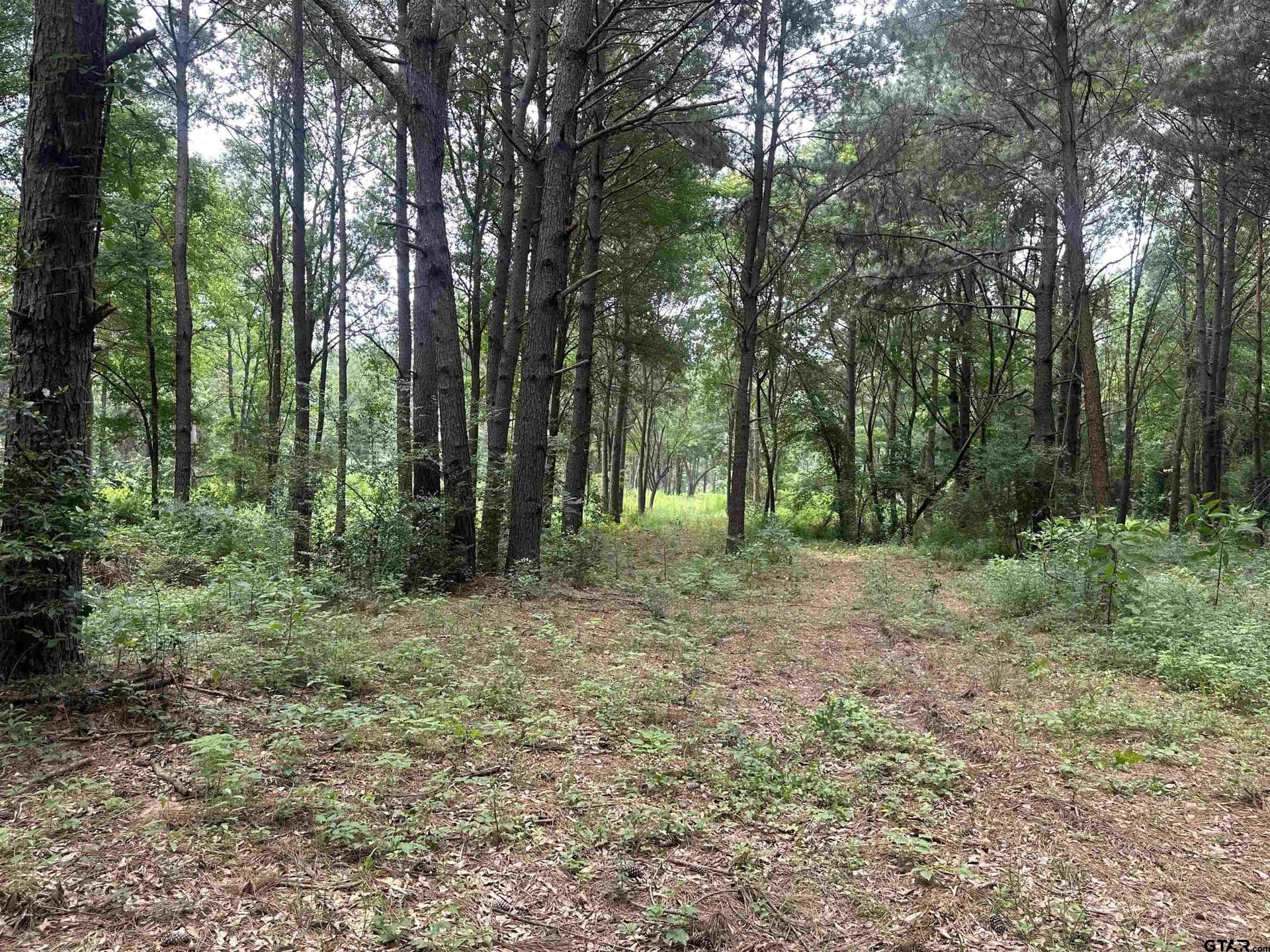 21.7 acres in Camp County - photo 2