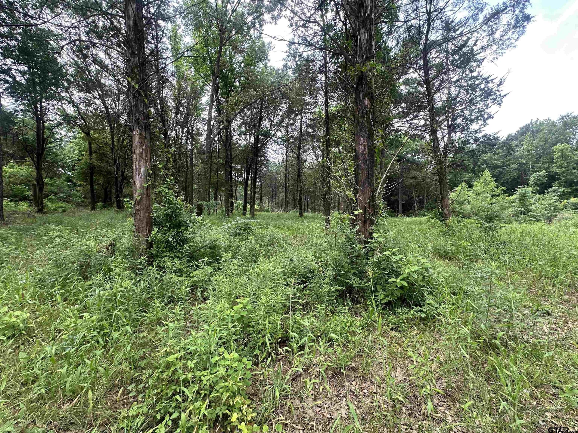 21.7 acres in Camp County - photo 3
