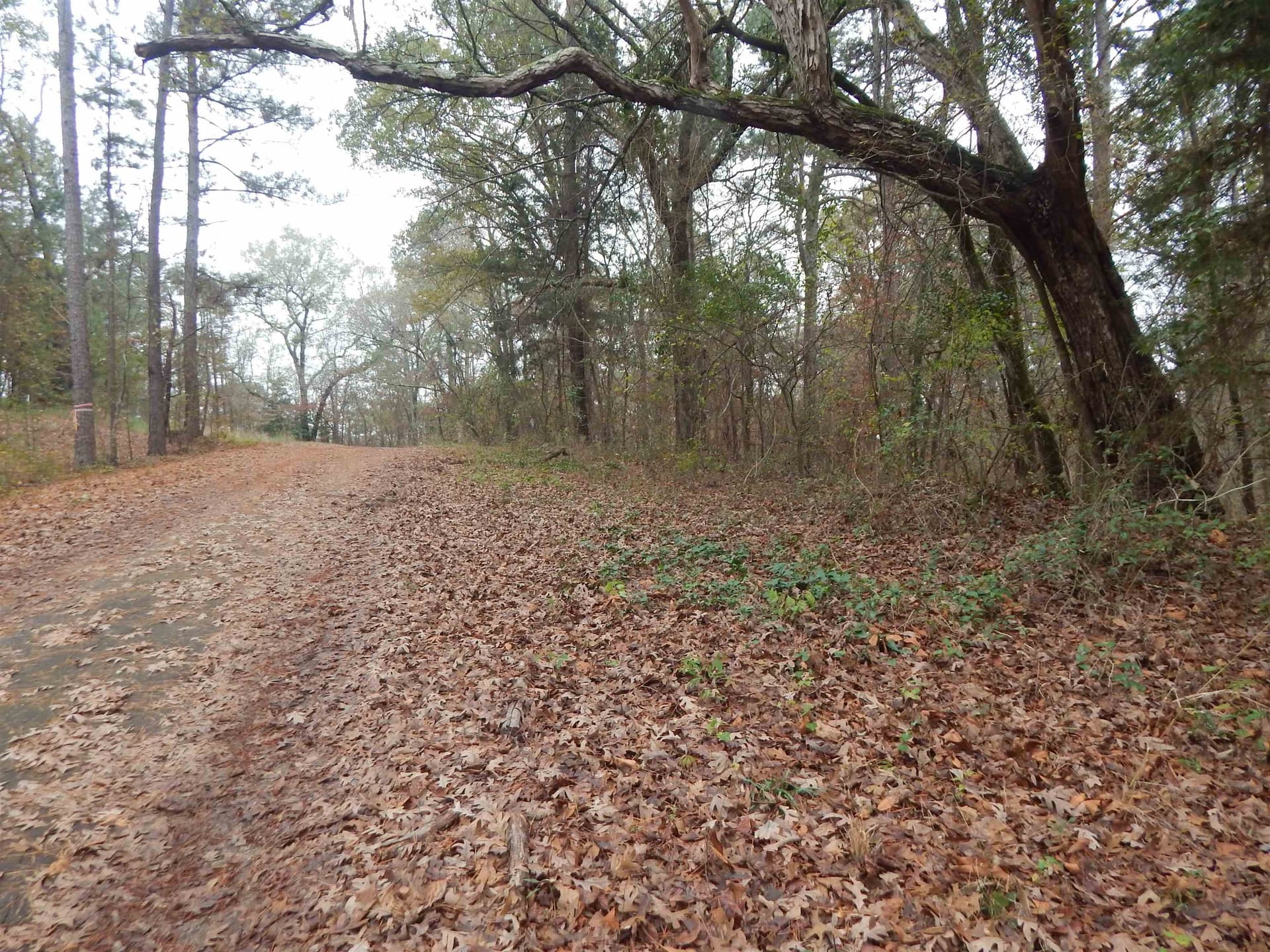 1.29 acres in Upshur County - photo 9
