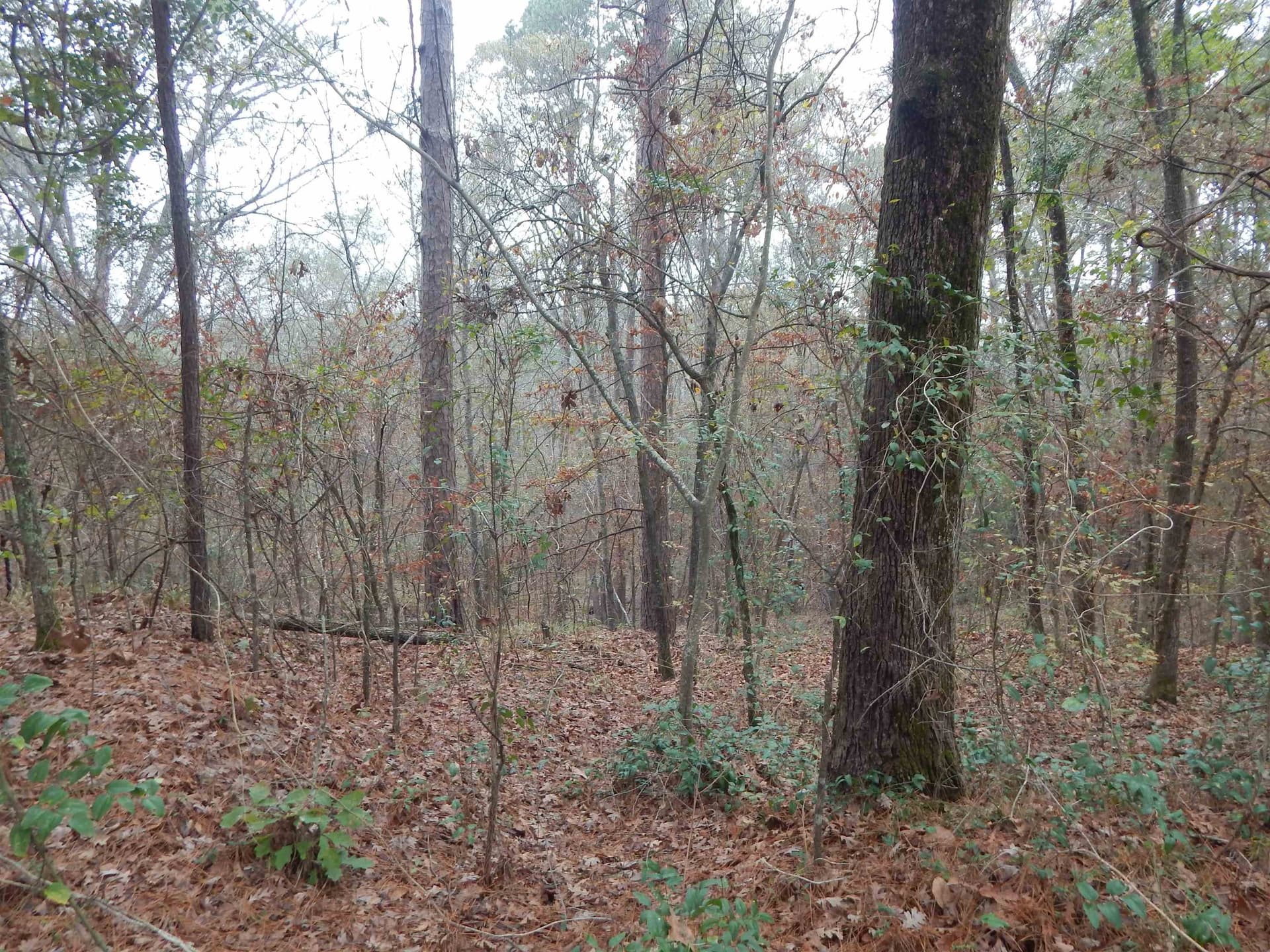 1.29 acres in Upshur County - photo 3