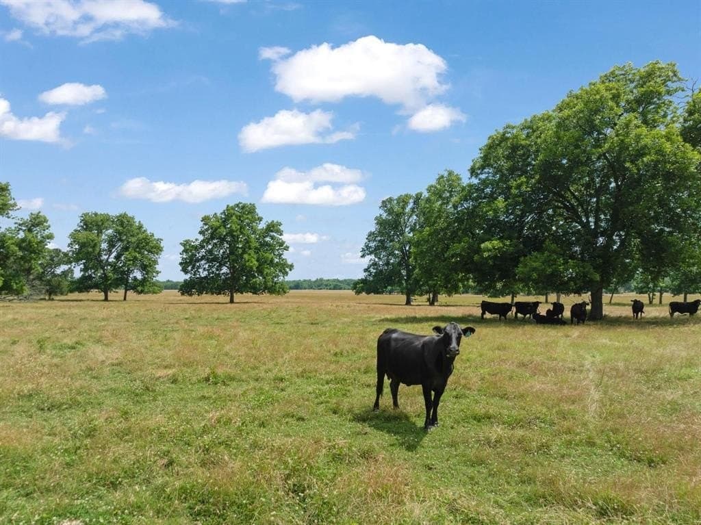75 acres in Lamar County - photo 8