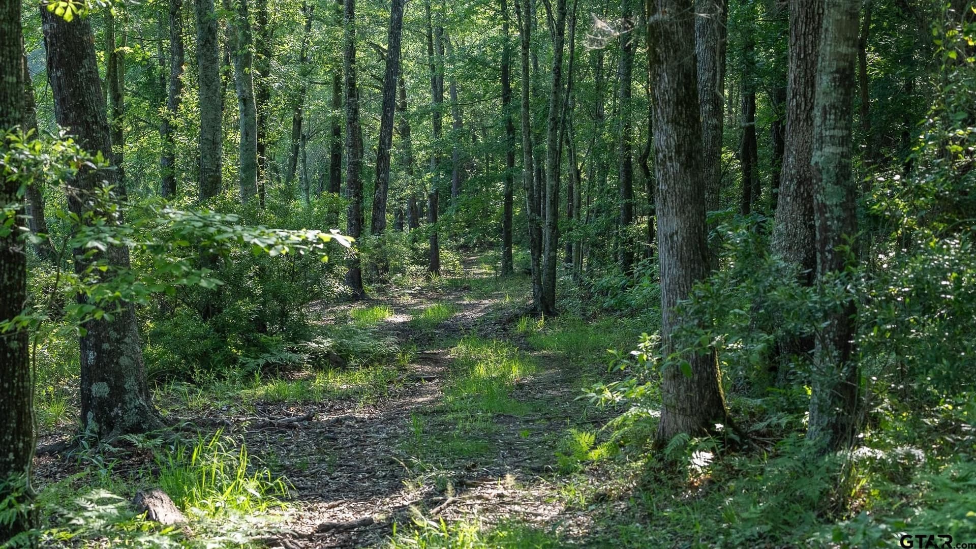 255 acres in Wood County - photo 40
