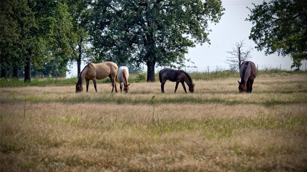 20 acres in Montague County - photo 10