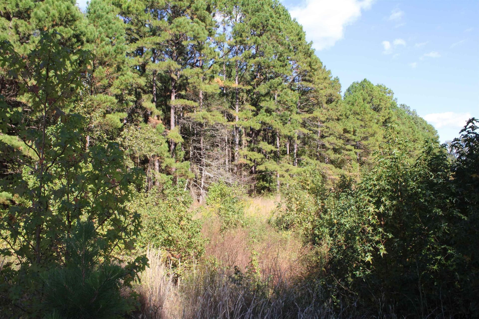 37.4 acres in Cherokee County - photo 8