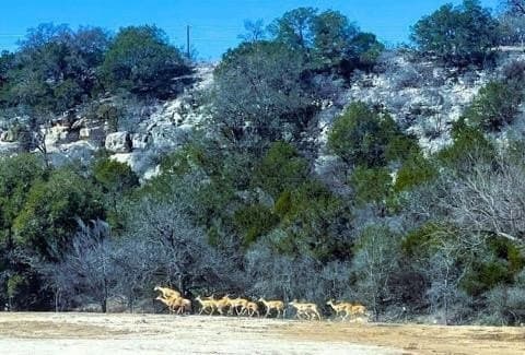 10.05 acres in Kimble County - photo 8