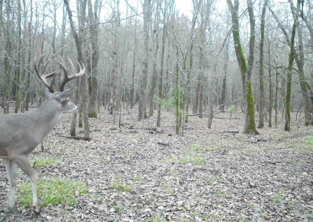 56.27 acres in Lamar County - photo 5