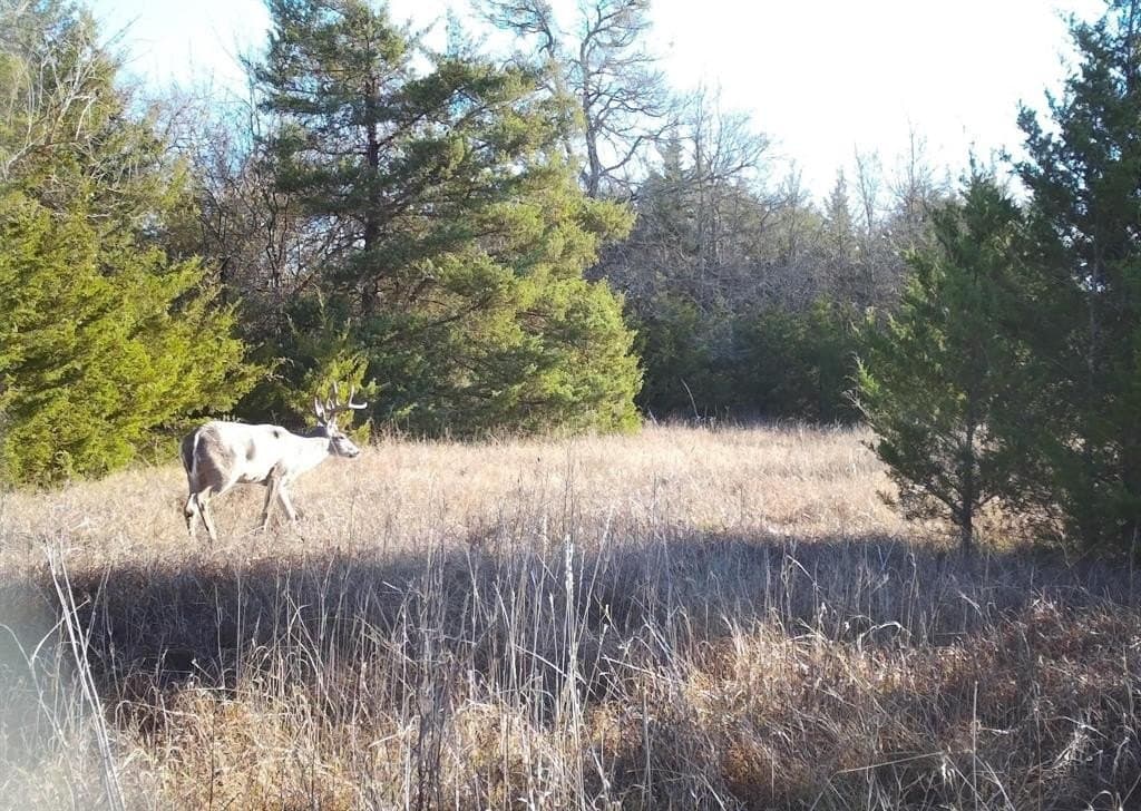 56.27 acres in Lamar County - photo 4