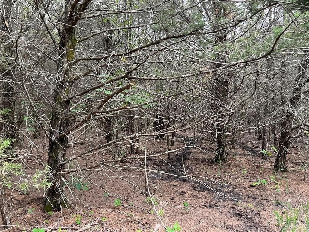 56.27 acres in Lamar County - photo 11