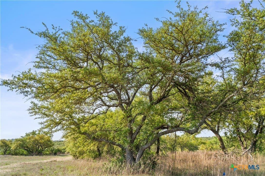 25.01 acres in Blanco County - photo 41