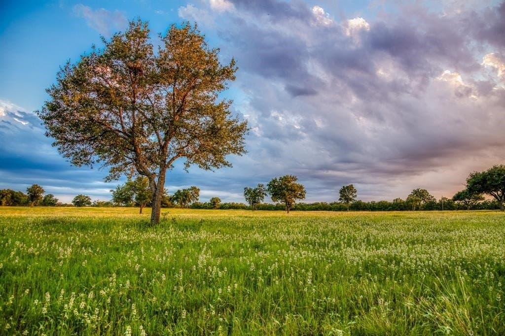 133.88 acres in Burleson County - photo 5