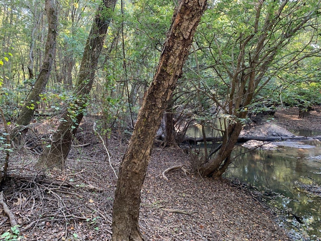 119.5 acres in Henderson County - photo 46