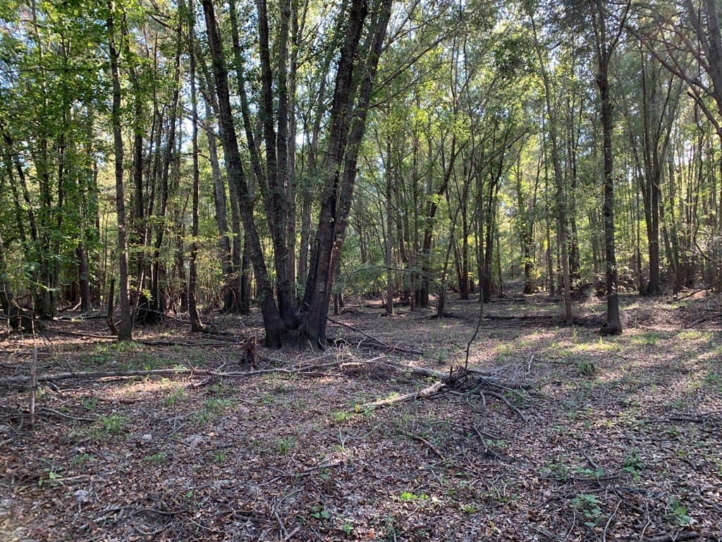 119.5 acres in Henderson County - photo 47
