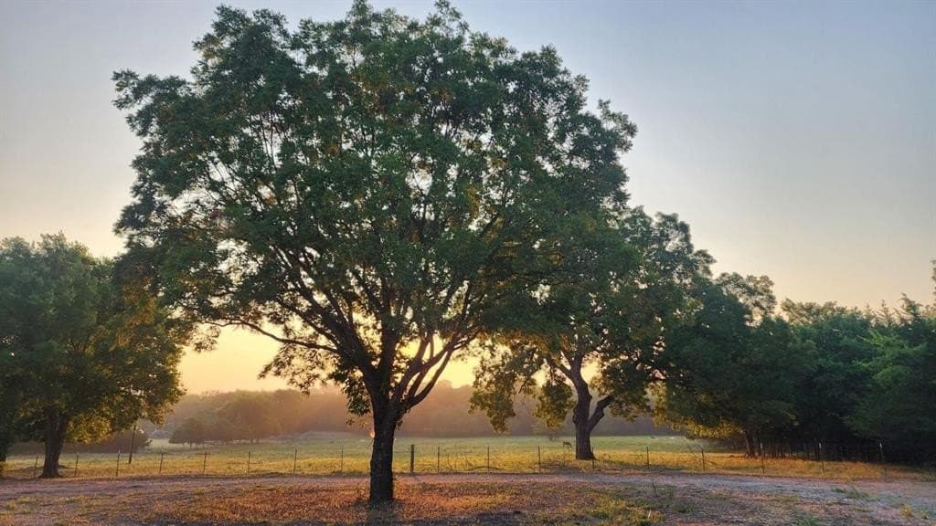 4 acres in Fannin County - photo 9