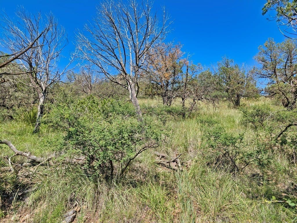 10.5 acres in Jeff Davis County - photo 6