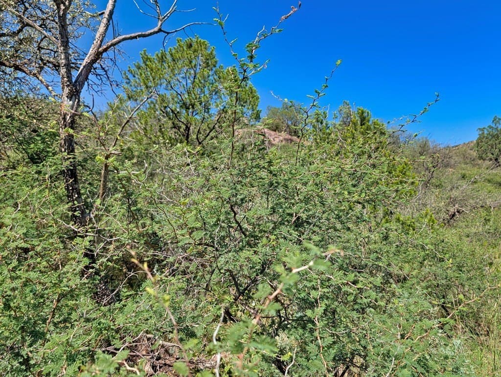 10.5 acres in Jeff Davis County - photo 16