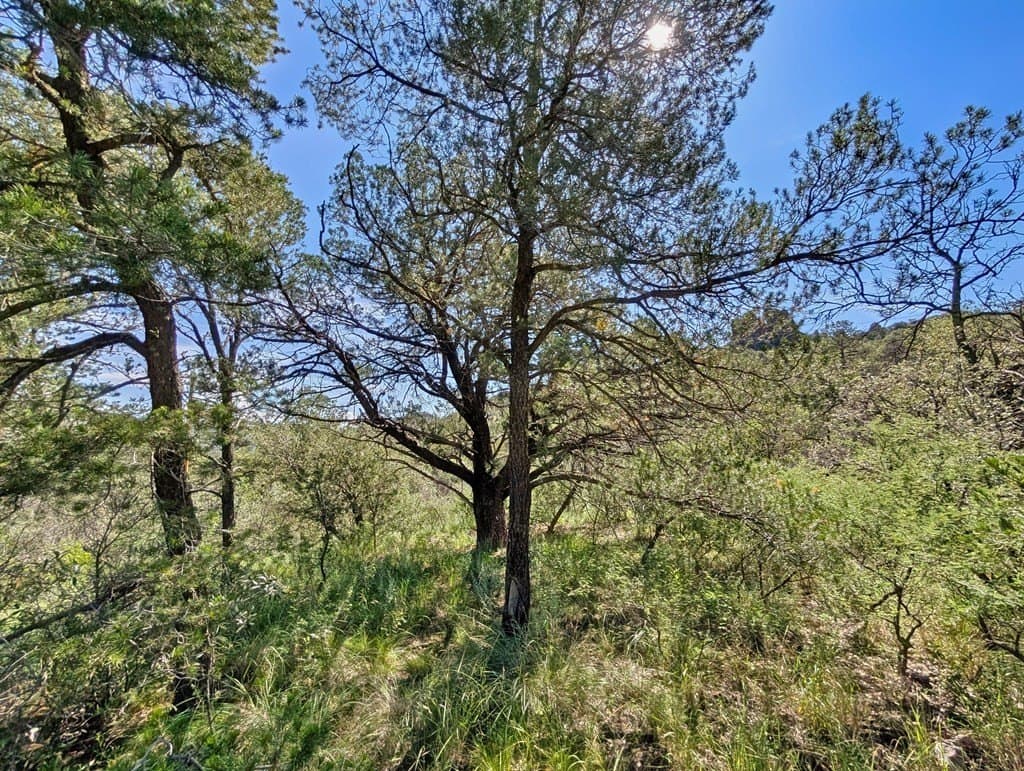 10.5 acres in Jeff Davis County - photo 17