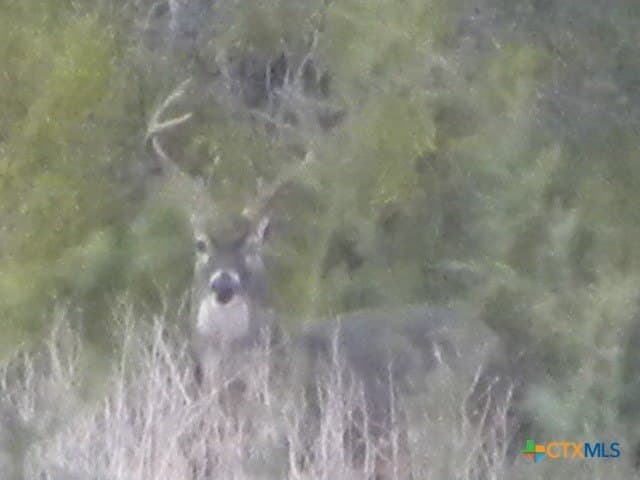 347.01 acres in Bell County - photo 9