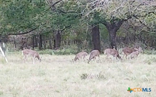 347.01 acres in Bell County - photo 14