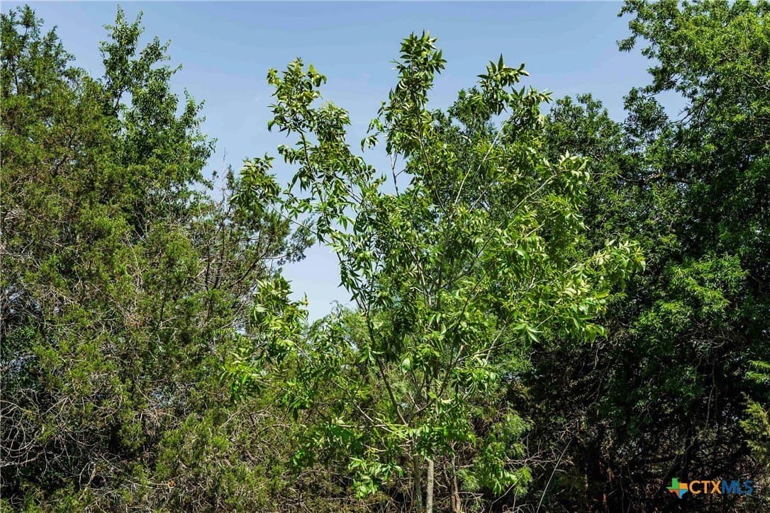 10 acres in Burnet County - photo 11
