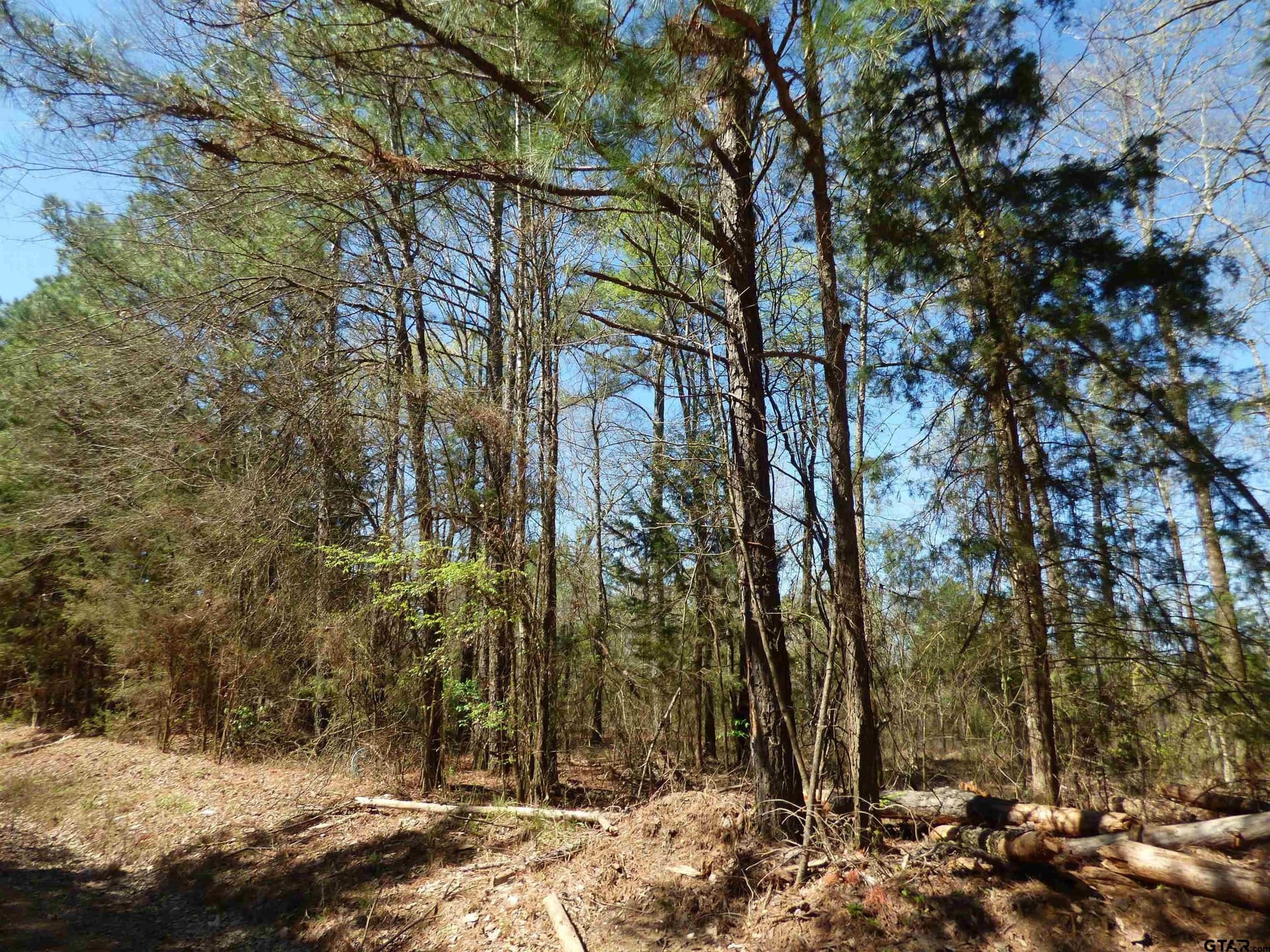 19.08 acres in Bowie County - photo 5