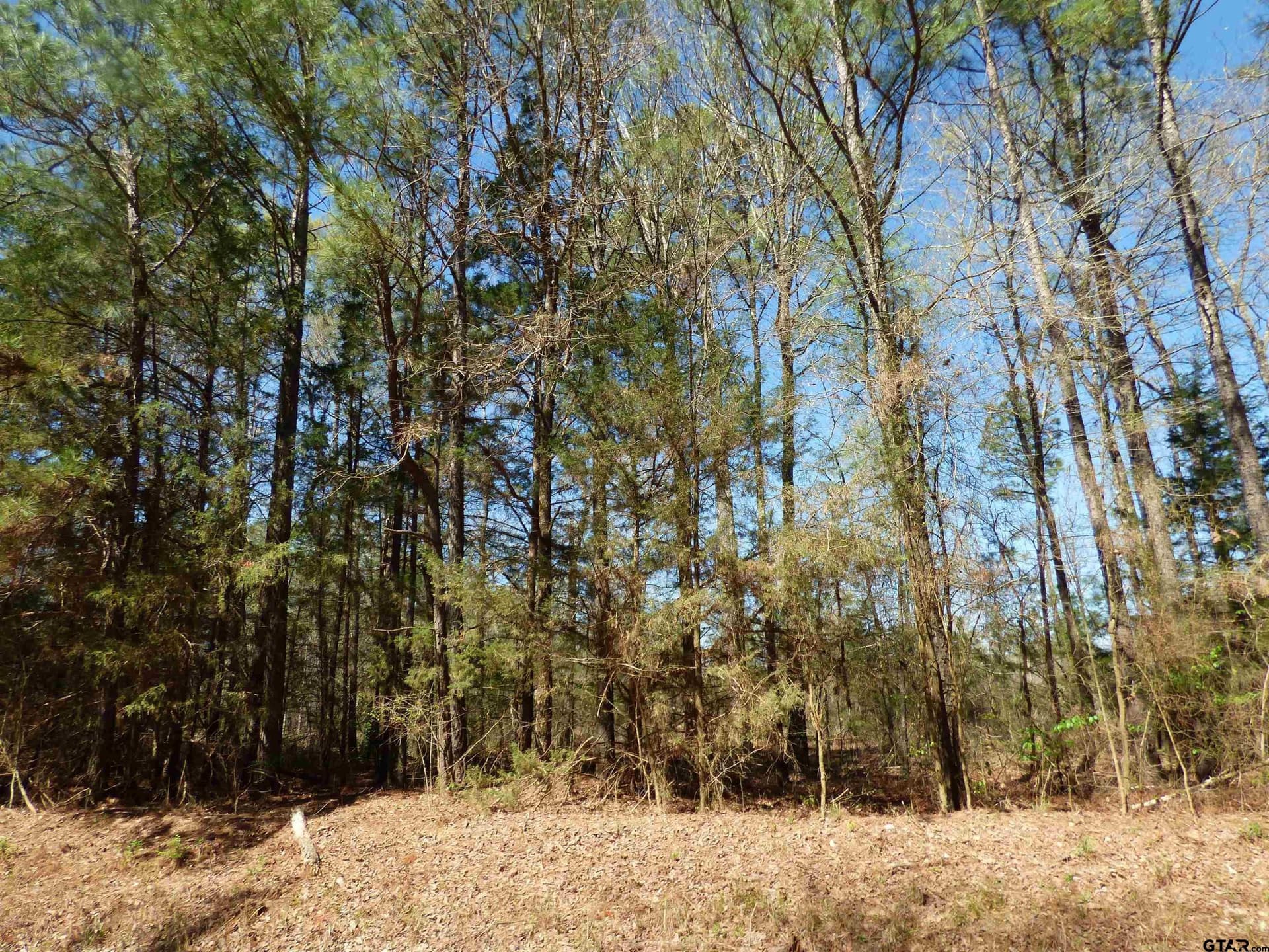 19.08 acres in Bowie County - photo 8