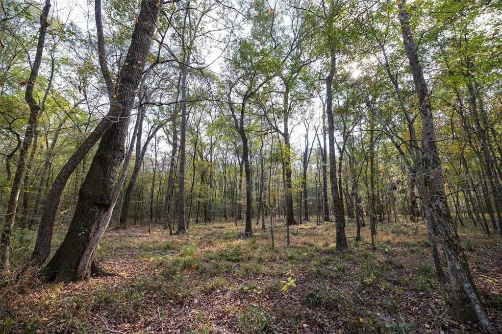 197.8 acres in Houston County - photo 24