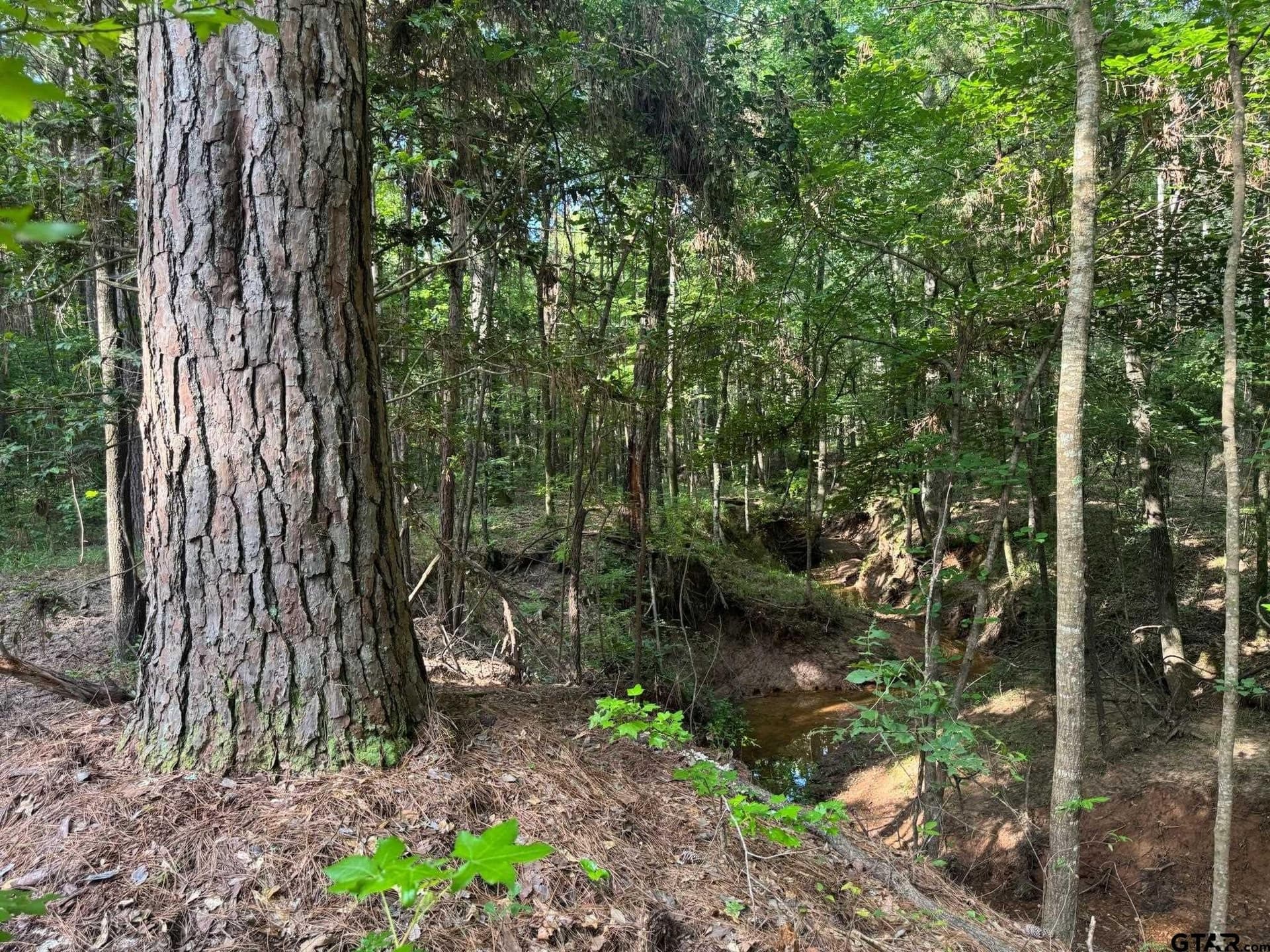 5 acres in Cherokee County - photo 2