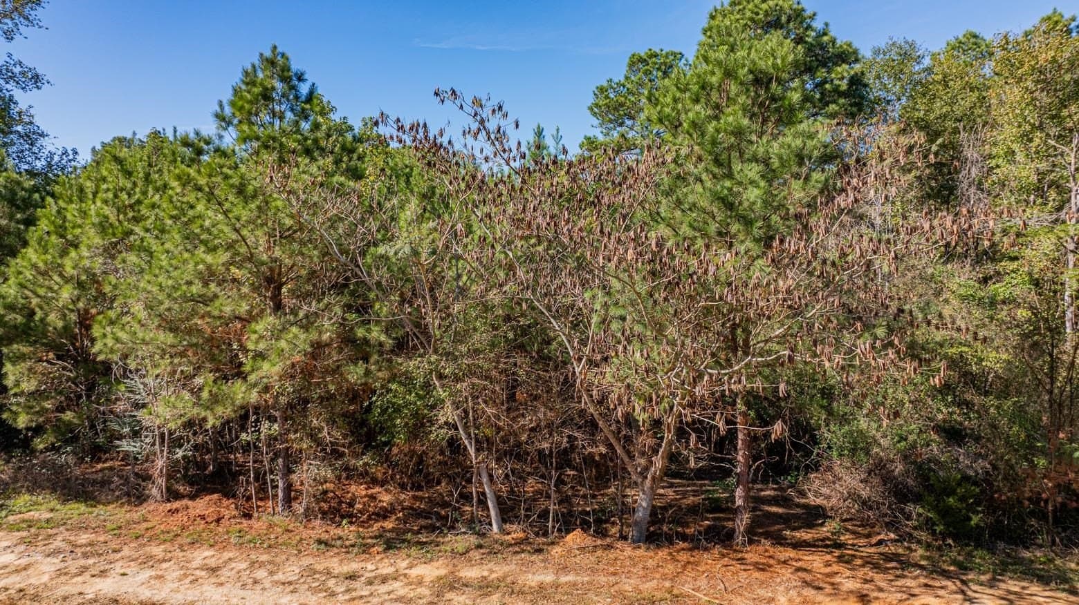 101.18 acres in Harrison County - photo 14